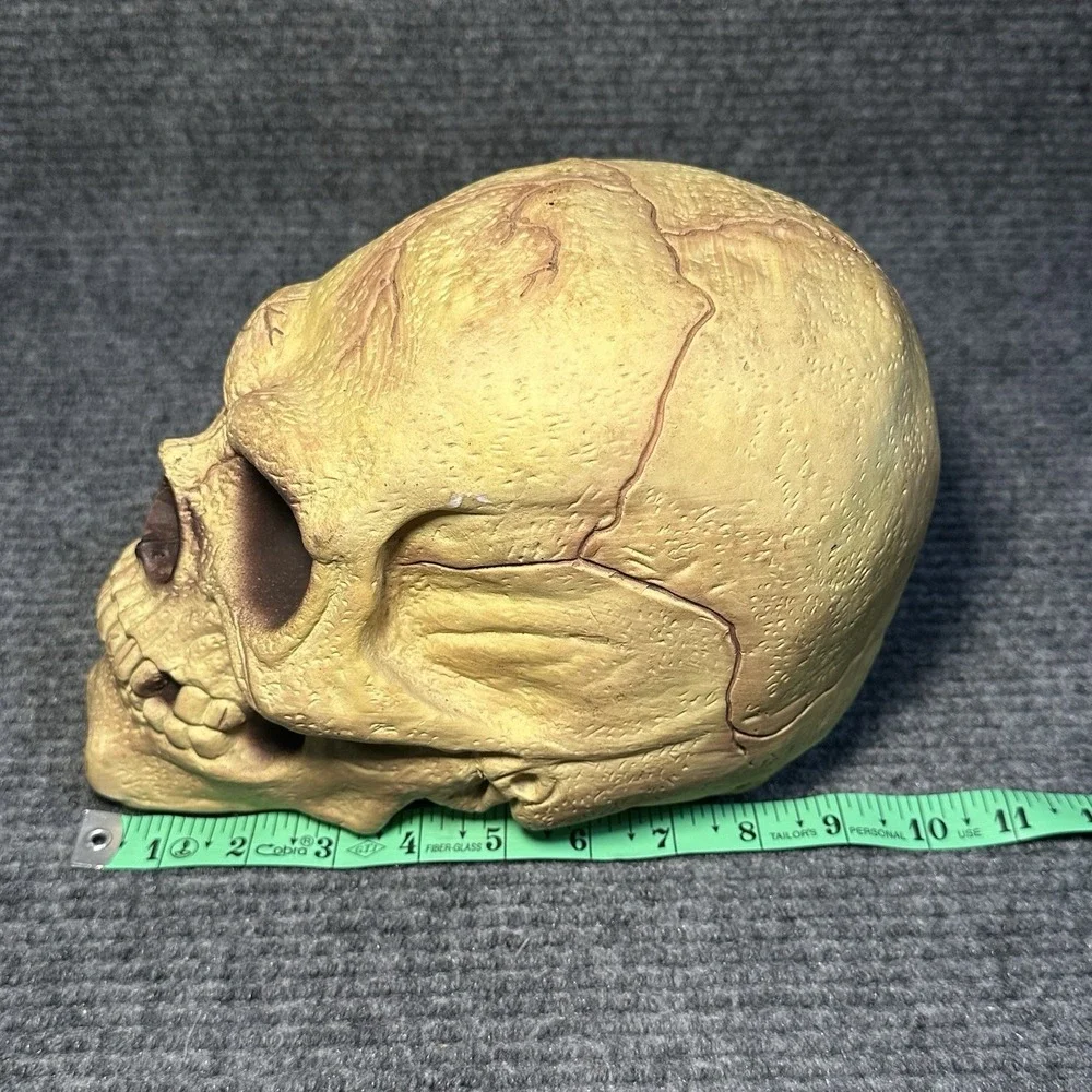 VTG Halloween Easter Unlimited Rubber Foam Filled Prop Skull‎ Life Like Deco